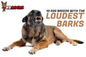 Apr 10, 2020 · most dogs bark between 80 and 90 decibels in volume, about as loud as a shouting human. 10 Dog Breeds With The Loudest Barks K9 Rocks