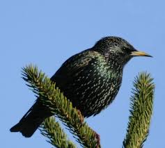 Oiseaux Avec Du Vert Ou Des Reflets Verts Dans Leur Plumage