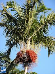 Image result for Pteronia acuminata