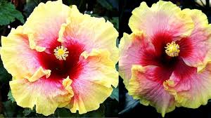 This plant is easy to grow and comes in a range of sizes. 14 Different Types Of Hibiscus 2 Is My Favorite