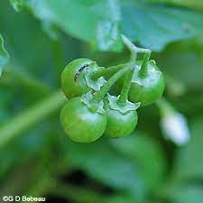 Check spelling or type a new query. Black Nightshade Solanum Nigrum L Solanum Ptycanthemum Dunal