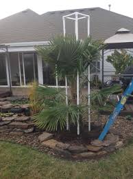 Nine palm trees have been planted in four halifax parks, although the jury is out on whether they can survive winter in a north atlantic city known as the warden of the north. Zone 6a Nova Scotia Canada Can Palms Grow Here Cold Hardy Palms Palmtalk