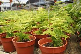An asparagus fern that is placed in low light will grow very slowly and use very little water. Myers Asparagus Ferns Buying Growing Guide Trees Com