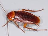Roach control has a big economic impact | Mississippi State ...