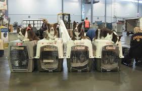 Deliver door to door service in some areas. Pet Shipping Services Max Pet Relocation Company