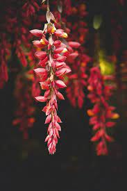 Download best hd, 4k wallpapers for desktop, mobiles, tablets in high quality hd, 1920x1080 full hd, 4k ultra uhd, 5k, 8k suhd popular resolutions. 100 000 Best Flower Wallpaper Photos 100 Free Download Pexels Stock Photos