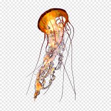 Larvae called planula develop and settle on the ocean bottom, where they develop into polyps. Lion S Mane Jellyfish Transparency And Translucency Aurelia Aurita Jellyfish Jellyfish Color Png Pngegg