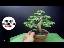 Image result for Premna hans-joachimii