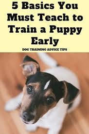 Consistency is the golden rule. Puppy Whining In Crate Puppy Training Biting Potty Training A Stubborn Puppy Dog Training Puppy In 2020 Dog Training Advice Puppy Training Dog Training Techniques