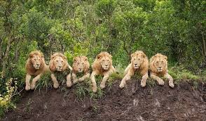Chilled Out Lions Captured Relaxing In African Jungle Animals Animals Beautiful Animal Pictures