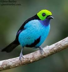 Pin By Akorlar 12 On Beautiful Animals Beautiful Birds Colorful Birds Pet Birds
