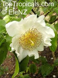 Image result for Oncoba