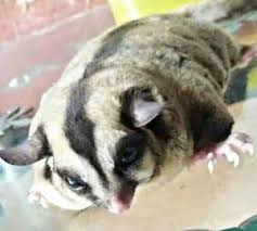 13 Cara Mengatasi Sugar Glider Yang Stres Paling Lengkap Arenahewan Com