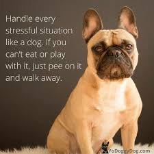 Pin On Inspirational Animal Quotes