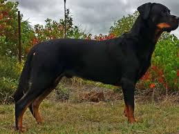 Cancer is more common in older dogs and cats, but we must remember that even young dogs and cats can develop cancer. Understanding Testicular Cancer In Intact Male Dogs Dog Discoveries