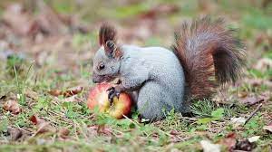 Squirrel With An Apple In Autumn Park Sponsored Apple Squirrel Park Autumn Ad Squirrel Autumn Park Park