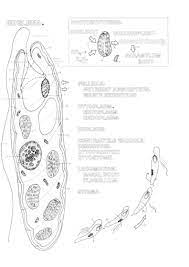 Download Amazon Com The Zoology Coloring Book 9780064603010 Elson Lawrence M Books
