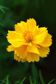 Cosmos Sulphureus Pansies Flowers Yellow Flowers Amazing Flowers