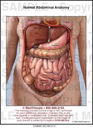Computer artwork showing the kidneys and female reproductive system. Normal Abdominal Anatomy Medical Illustration