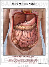 We created an anatomical atlas of abdominal and pelvic ct which is an interactive tool for studying the conventional anatomy of the normal structures based on a multidetector computed tomography. Normal Abdominal Anatomy Medical Illustration