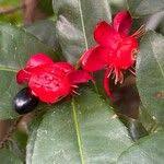 Image result for Ochna kirkii