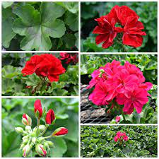 Jo Ann S Top 10 Fairview Garden Center Annual Flowers Garden Center Geraniums