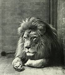 Barbary Lion Wikipedia The Free Encyclopedia Extinct Animals Lion Species Animals
