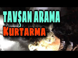 Tavsan Ile Kedinin Dostlugu Gorenleri Sasirtiyor Youtube