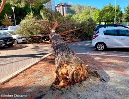 Maybe you would like to learn more about one of these? Susto En Yamaguchi Cae Un Gran Arbol En La Calle La Rioja Las Noticias De Navarra Television