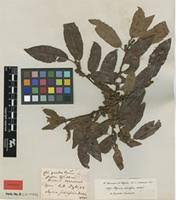 Image result for Myrica mildbraedii