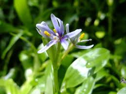 Image result for Heteranthera