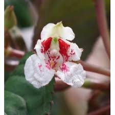 Image result for Impatiens keilii