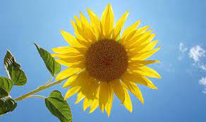 Mammoth varieties should be grown in at least a 5 gallon pot. Six Of The Best Top Tips For Growing Sunflowers Express Co Uk