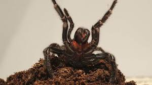 Spider identification chart features some of venomous and dangerous australian spiders, with notes on their habitat areas, venom toxicity and spider bite first aid procedures. Australian Reptile Park Calls For Sydney Residents To Catch Funnel Web Spiders Amid Anti Venom Shortage