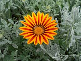 Image result for foto Gazánie