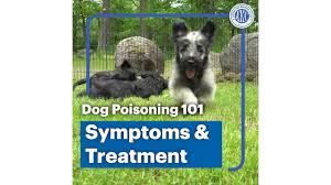 I do not think that any serious toxicity is likely. Dog Poisoning 101 Symptoms And Treatment Youtube