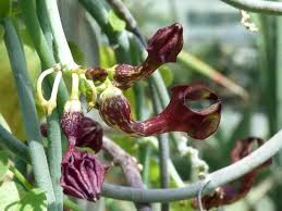 Image result for Ceropegia albipilosa