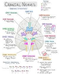Day 539 Cranial Nerves And Their General Functions Blank One For Studying Too The Mnemon Nursing School Notes Medical School Studying Medical Student Study