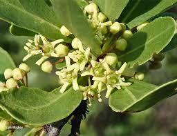 Image result for Gymnosporia tenuispina