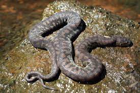 Elephant Trunk Snake Acrochordus Arafurae Snake Elephant Trunk Reptiles