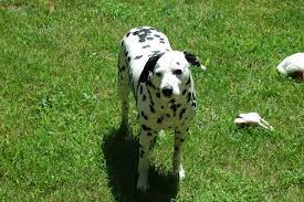 Dogs can damage your grass in a few key ways, and it's important to identify the way your dog is harming your lawn so you can take steps to protect it. Best Ground Cover For Dogs Dog Friendly Backyard Install It Direct