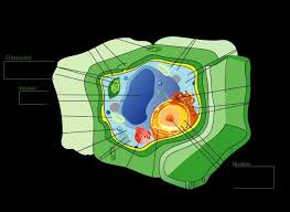 Some cell types have their own specialised organelles that carry out functions that aren't required by all cells. Eukaryotic Plant Cell The Cell Contains A Set Of Organelles Some Of Download Scientific Diagram