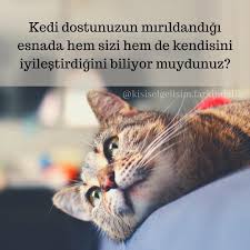 Kisiselgelisimfarkindalik Kisiselgelisim Farkindalik Cekimyasasi Yasam Bilincalti Kuantum Psikoloji Sevgi Kendinisev Alinti Cats Animals