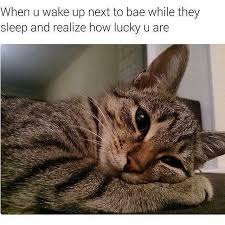 When You Wake Up Next To Bae Funny Animal Memes Funny Cat Memes Animal Memes