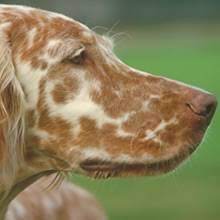 She is a super smart and super cuddly english setter puppy. Puppyfind English Setter Puppies For Sale