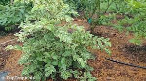 Image result for Psidium guajava