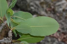Image result for Ochna gambleoides