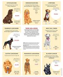 The warning signs of cancer in dogs are very similar to that in people. Could Fido Fetch A Cure