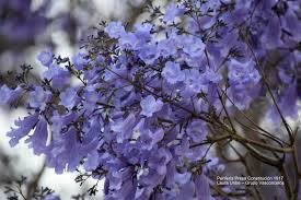 Image result for Bignoniaceae