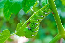 Budget smartphones have a huge place in the world of technology. Top 10 Organic Pest Controls Co Op Welcome To The Table